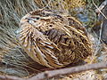 Fürj (Coturnix coturnix)