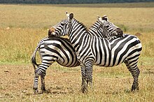 Sepasang zebra dataran sedang menghadap satu sama lain dan masing-masing menempelkan kepalanya di tubuh satu sama lain