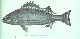 Helotes sexlineatus
