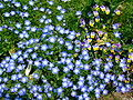 ณ ศูนย์บุปฝชาติจังหวัดเฮียวโงะ (Hyogo Prefectural Flower Center) ประเทศญี่ปุ่น