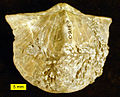 Sebuah brakiopoda spiriferid Devonian dari Ohio yang menjadi inang substrat untuk koloni hederellid. Spesimen lebar 5 cm.