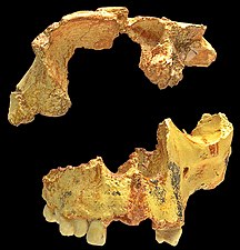 إنسان سلف, incomplete skull found in "Gran Dolina", Atapuerca