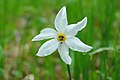 In flower in the Daffodil Meadow, Brașov County, Romania