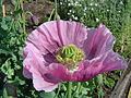 Papaver somniferum (papoila do ópio).