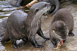 Fodring af oddere i Edinburgh Zoo