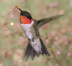 Robijnkeelkolibrie (Archilochus colubris)