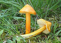 Hygrocybe acutoconica (Hygrophoraceae)