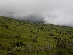 Prairie de l'île de Maui (Hawaï)