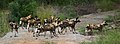 African wild dogs