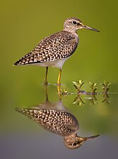 The wood sandpiper (Tringa glareola) is a small wader at Bangabandhu Sheikh Mujib Safari Park Abdul Momin