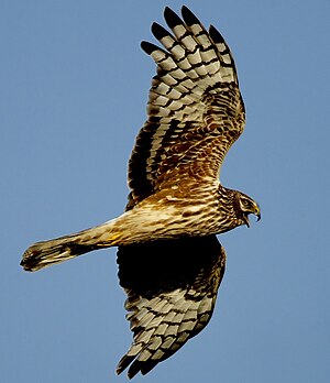 Blä Hanjüger (Circus cyaneus), wiiftje uun a loft LC - least concern (ei trüüwet)