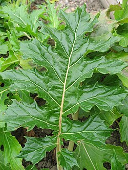 Acanthus mollis