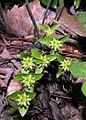 Fruiting H. acutiloba in Willsboro, New York