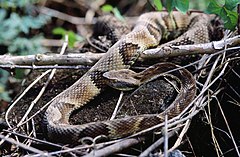 Description de l'image Bothrops jararaca 1.jpg.