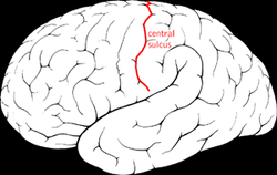 رسم يبيّن الثلم المركزي في المخ.
