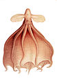 Cirrothauma murrayi