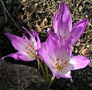 Colchicum bivonae