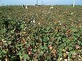 Les Russes puis les Soviétiques installèrent d'immenses plantations de coton irrigué en Ouzbékistan. Vallée de la Ferghana, 2008.