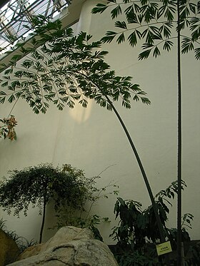 Cycas multipinnata no Forsgate Conservatory, Hong Kong Park