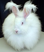 Les races de lapins angoras procurent une fibre textile soyeuse, l'angora