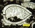 Photomicrographie d'une coquille calcaire de bivalve vue en lame mince.