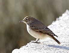 Géositte à ailes rousses (Geositta rufipennis)