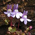 Ivy-leaved toadflax close up