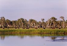 A group of horses grazing in a field with a lake in the foreground and a forest in the background