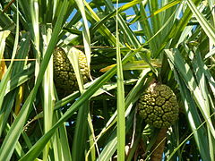 Description de l'image Kewda(Pandanus odoratissimus).jpeg.