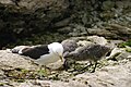 Image 33Kelp gull chicks peck at red spot on mother's beak to stimulate the regurgitating reflex. (from Zoology)