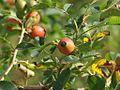 Hunds-Rose (Rosa canina)