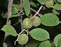 Ziziphus xylopyrus in Hyderabad, India.