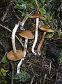 !Cortinarius obtusus!