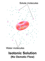 A red blood cell in an isotonic solution.