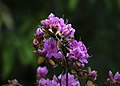 Rododendronarten Lapprose