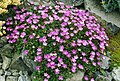 Erodium × variabile