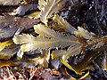 Stramenopiles / Chromista: Fucus serratus