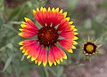 Image 97Gaillardia