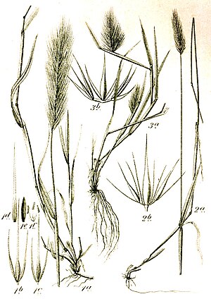 1: Hordeum murinum 2: Hordeum secalinum 3: Hordeum marinum