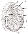 Testis cross section