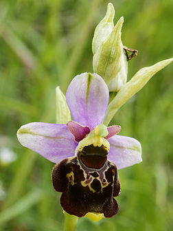 Fleurs d’un Ophrys bourdon, ou Ophrys frelon (Ophrys fuciflora), orchidée calcicole assez commune d’Europe occidentale. (définition réelle 2 556 × 3 409)