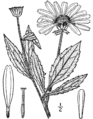 Rudbeckia subtomentosa