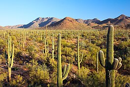 It Nasjonaal Park Saguaro yn súdlik Arizona.