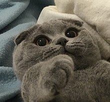 Scottish Fold