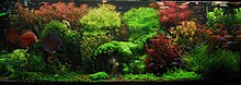 Aquarium densely packed with clumps of fine-leaved plants, some with green leaves and some with red leaves. A large red fish swims at left.