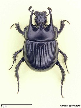 Самец Typhaeus typhoeus