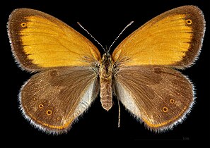 Coenonympha arcania ♀