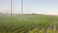 Irrigation de pommes de terre (avec un défaut de régularité), Russie.