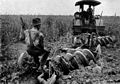 Image 23Early 20th-century image of a tractor ploughing an alfalfa field (from History of agriculture)