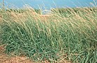 Shtat choʻpi (inglizcha: Sideoats grama)